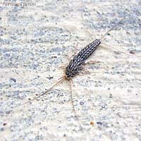 Thermobia domestica