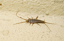 Thermobia domestica