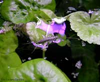 Thermobia domestica caduta in acqua