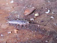 Lepismatidae 