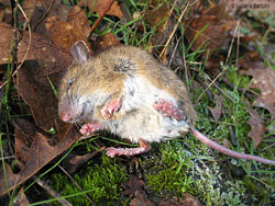 Arvicola - Microtus agrestis