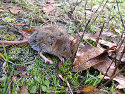Arvicola - Microtus agrestis Arvicola - Microtus agrestis