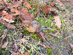 Arvicola - Microtus agrestis