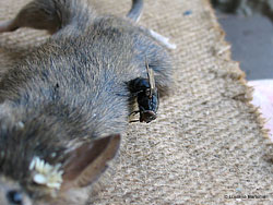Topo morto in una trappola con uova di mosca Topo morto in una trappola con uova di mosca