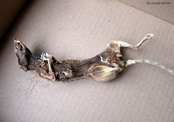 Topo mummificato