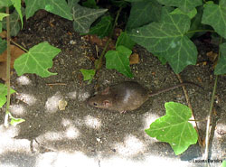Piccolo ratto in cerca di cibo Piccolo ratto in cerca di cibo