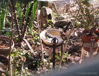 Cinciarella che fa il bagno