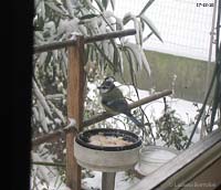 Cinciarella e la neve