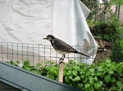 Motacilla alba femmina 22-4-2012