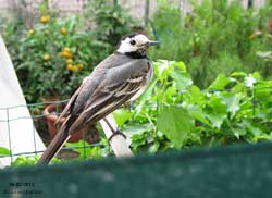 Motacilla alba sulla finestra