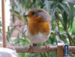 il pettirosso Erithacus rubecula