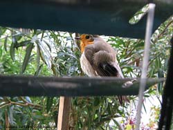 il pettirosso, Erithacus rubecola