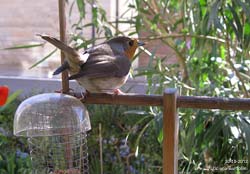 il pettirosso battagliero