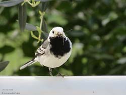 Motacilla alba con degli insetti nel becco