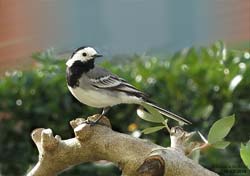 Motacilla alba