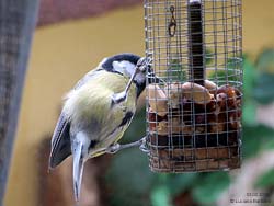 Parus major, cinciallegra appesa che becca le noccioline