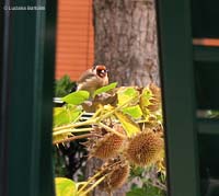Cardellino, Carduelis carduelis