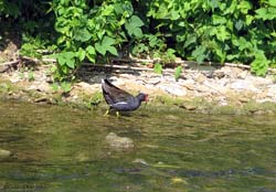 Gallinella d'acqua