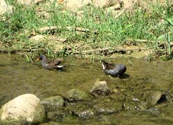 coppia di gallinelle d'acqua