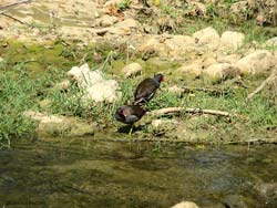 coppia di gallinelle d'acqua