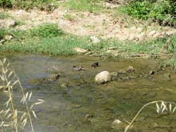 coppia di gallinelle d'acqua