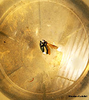 Asilide morto nell'acqua Asilide morto nell'acqua