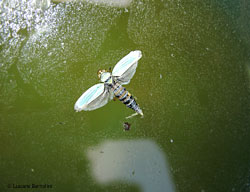 Cicadella viridis sul pelo dell'acqua Cicadella viridis sul pelo dell'acqua