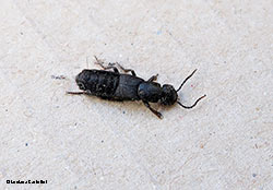 coleottero Staphylinidae