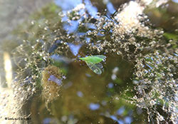 Dictyophara europaea sul pelo dell'acqua Dictyophara europaea sul pelo dell'acqua