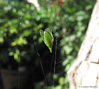 Dictyophara intrappolata in una ragnatela Dictyophara intrappolata in una ragnatela