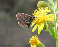 Lycaenidae scura