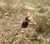Farfalla Lycaenidae
