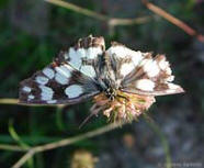 Nymphalidae Melanargia galathea