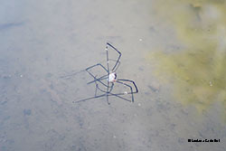 Opilionide morto nell'acqua Opilionide morto nell'acqua