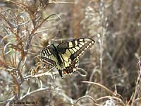 Farfalla Papilio machaon