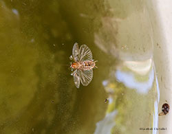 Piccola blattellidae in acqua Piccola blattellidae in acqua