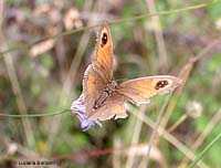 Satyridae Maniola jurtina