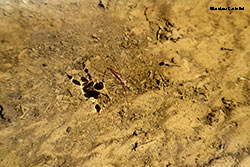 Tipula morta sul pelo dell'acqua Tipula morta sul pelo dell'acqua