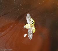 coccinella gialla in acqua coccinella gialla in acqua