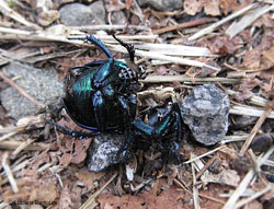 Resti di un coleottero con mosca Resti di un coleottero con mosca