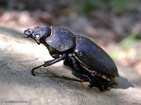 coleottero Lucanus cervus femmina coleottero Lucanus cervus femmina