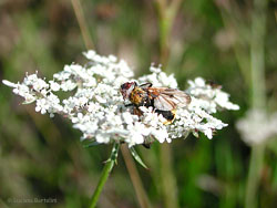 Phasia hemiptera Phasia hemiptera