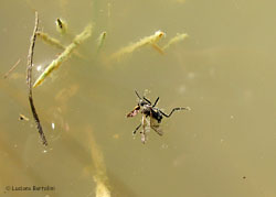 Resti di dittero Asilide in acqua Resti di dittero Asilide in acqua