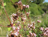 Due api attaccate con dei fili di ragnatela su una pianta di origano selvatico Due api attaccate con dei fili di ragnatela su una pianta di origano selvatico
