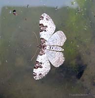 farfallina caduta in acqua farfallina caduta in acqua