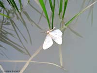 farfallina caduta in acqua farfallina caduta in acqua