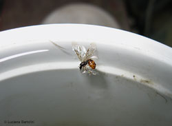 formica alata caduta in acqua formica alata caduta in acqua