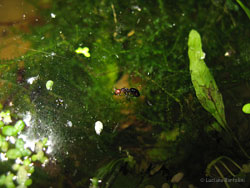 formica Camponotus lateralis nell'acqua dell'acquario formica Camponotus lateralis nell'acqua dell'acquario