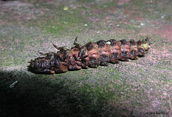 Lucciola Larva di lucciola capovolta