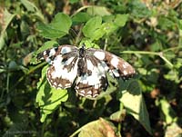 Melanargia galathea